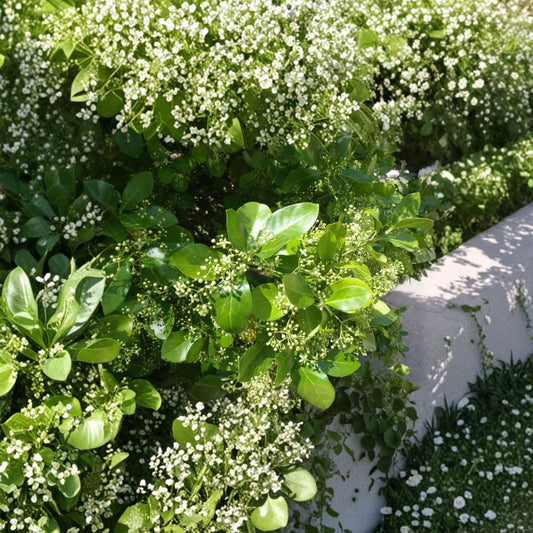 Manhattan Euonymus Live Evergreen Shrub 3 Gallon Pot Privacy Hedge Euonymus kiautschovicus Landscape Plant
