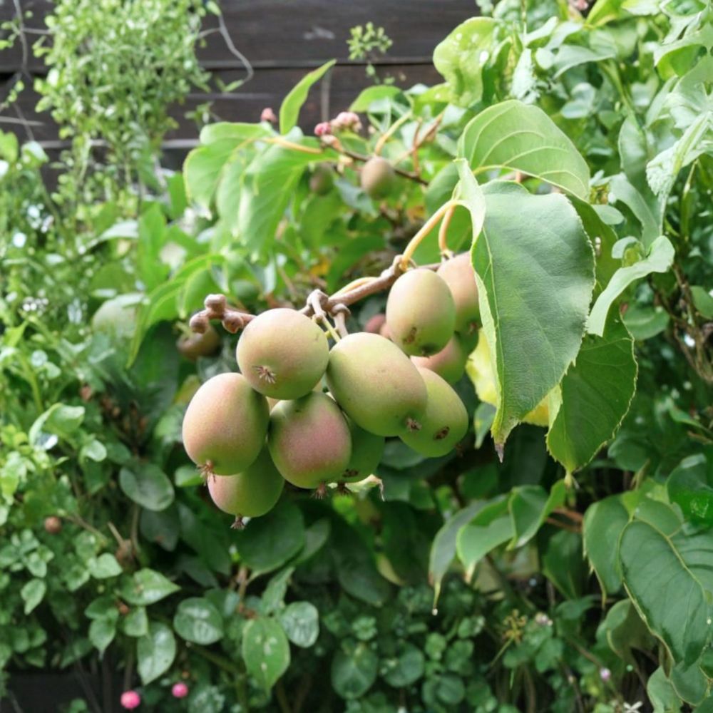 Anna Hardy Kiwi – Female Live Rooted Vine | Edible Fruit Plant for Zones 4-9 | Ananasnaja (Actinidia deliciosa)
