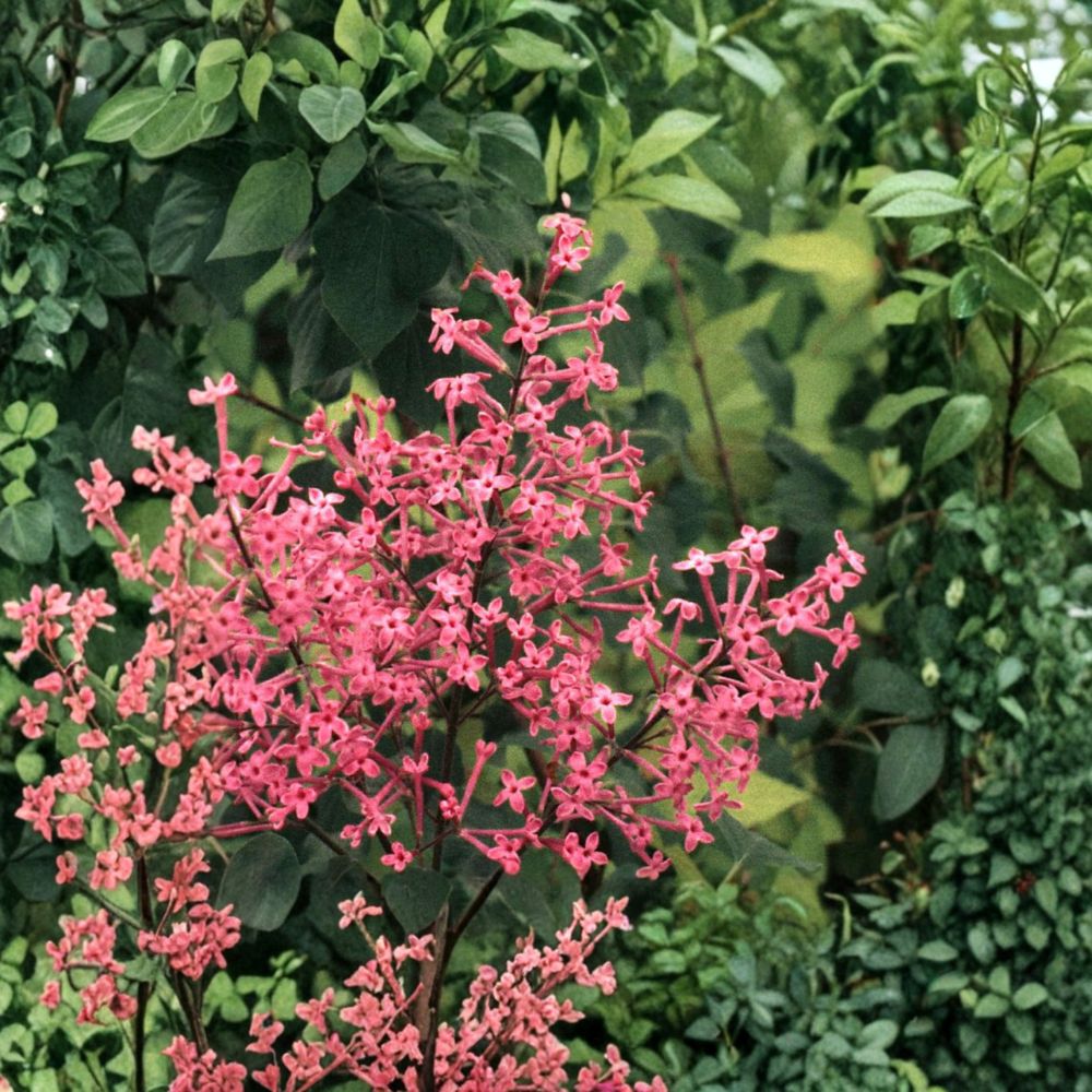 George Eastman Lilac – Live Flowering Shrub in 1 Gallon Pot – Deep Pink Reblooming Fragrant Landscape Plant Syringa vulgaris