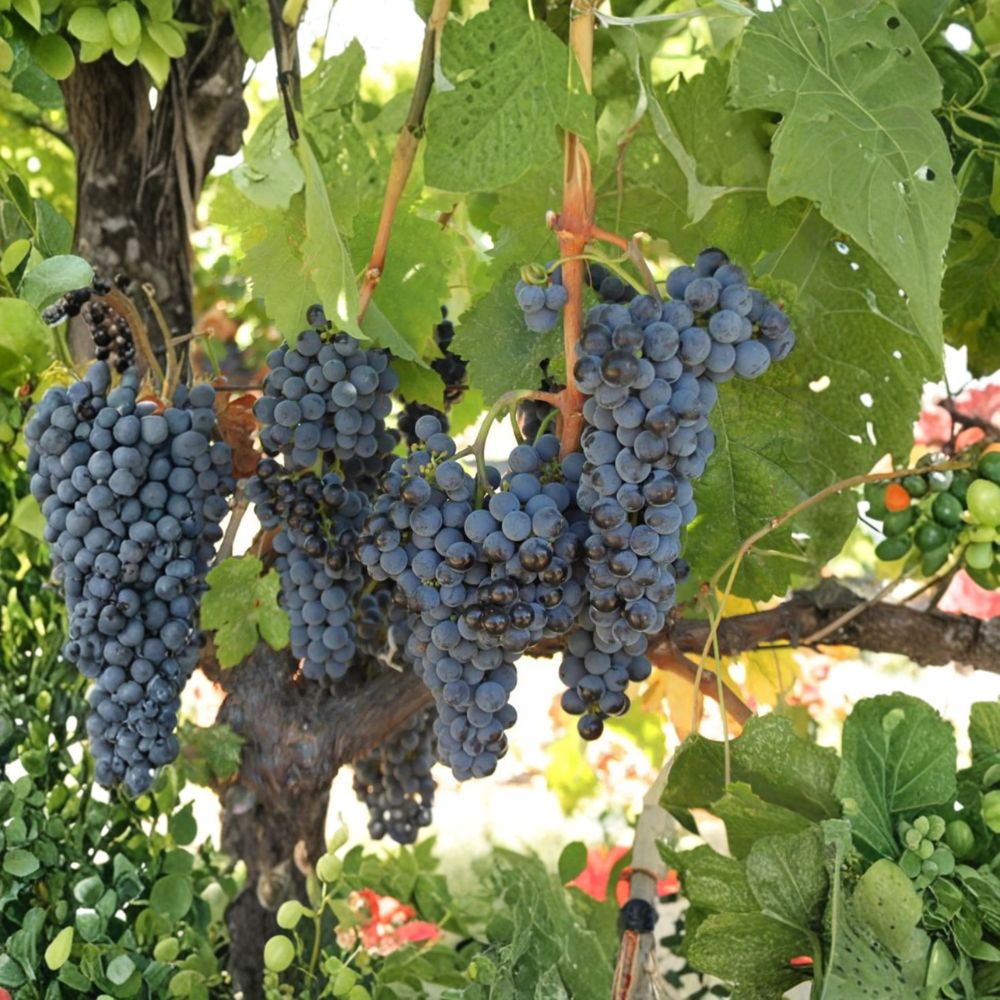 Cabernet Sauvignon Grape Plant – Vitis vinifera Live Vine in Nursery Pot | Premium Red Wine Grape for Backyard Vineyard