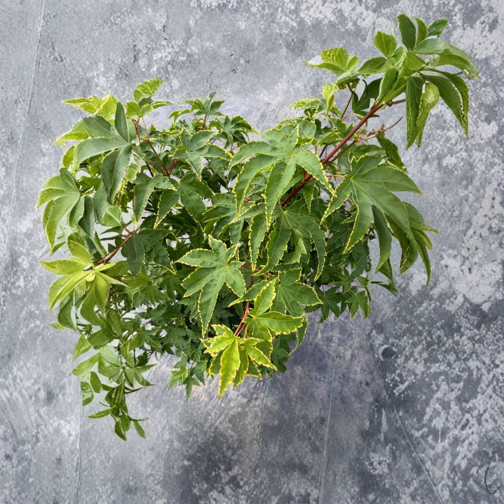 Acer palmatum ‘Sagara Nishiki’ – Yellow Variegated Japanese Maple Live Tree – 30–40 Inches Tall – Rare Collector Maple – #3 Container