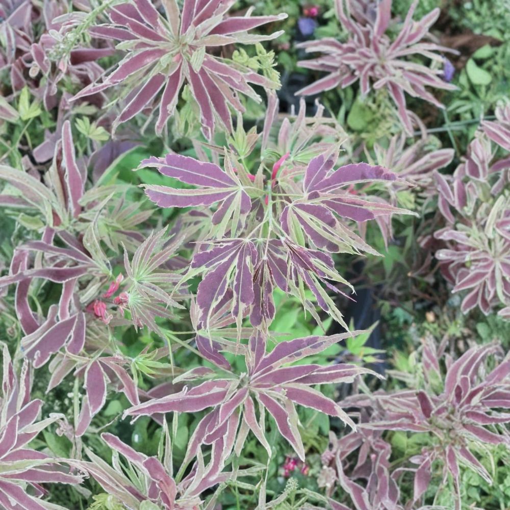 Acer palmatum ‘Manyo no Sato’ – Rare Variegated Japanese Maple Plant with Chartreuse & Red Foliage for Garden or Container