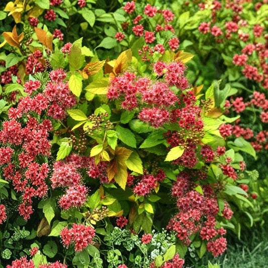 Magic Carpet Spirea – Live Dwarf Flowering Shrub in 4 Inch Pot – Golden Foliage Spirea for Small Gardens & Containers