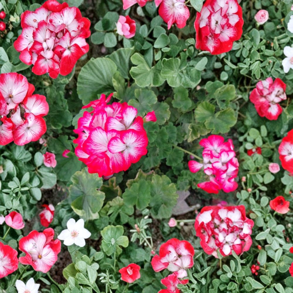 Red White Geranium Cuttings – Pelargonium Zonal 6-Inch Live Plants, Bi-Color Blooms, Patio & Container Gardening, Easy to Root
