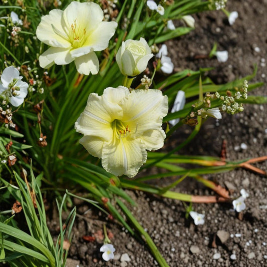 Joan Senior Daylily Bare Root Plants – Hardy White Perennial Flower Garden Plants, Low Maintenance Hemerocallis, 3 Live Plants