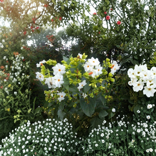Night Jasmine Seeds – Nyctanthes arbor-tristis, Fragrant Night Blooming Flower, Parijat Tree, Exotic Garden Plant, 10 Seeds