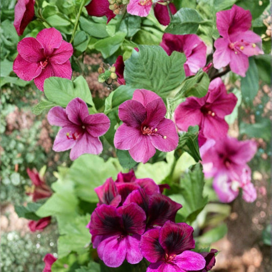 Martha Washington Regal Geranium Seeds – 25+ Pelargonium Flower Seeds for Patio & Garden, Easy to Grow, Vibrant Blooms, Outdoor Planting