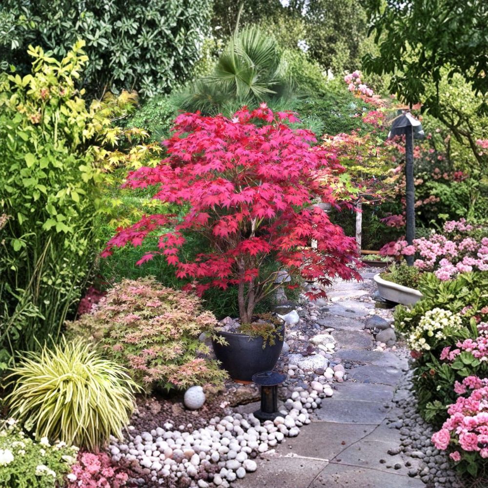 Acer palmatum ‘Bloodgood’ Red Japanese Maple Tree – Ornamental Upright Container Plant