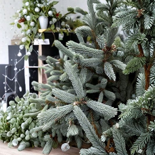 Pauls Select Blue Norway Spruce Live Evergreen Conifer 1-Gallon Pot Picea abies Blue Spruce Tree