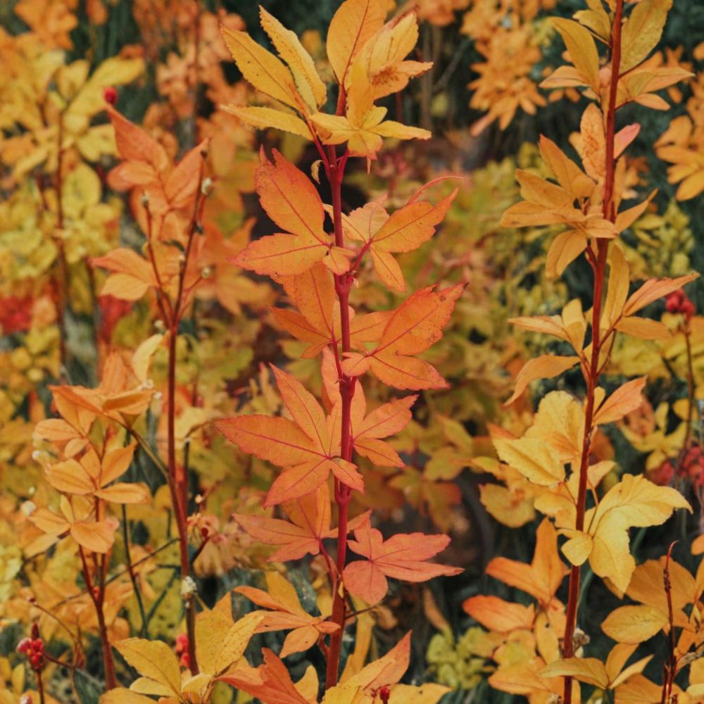 Acer palmatum ‘Winter Flame’ Dwarf Coral Bark Japanese Maple Tree, Red Winter Bark, Container Plant