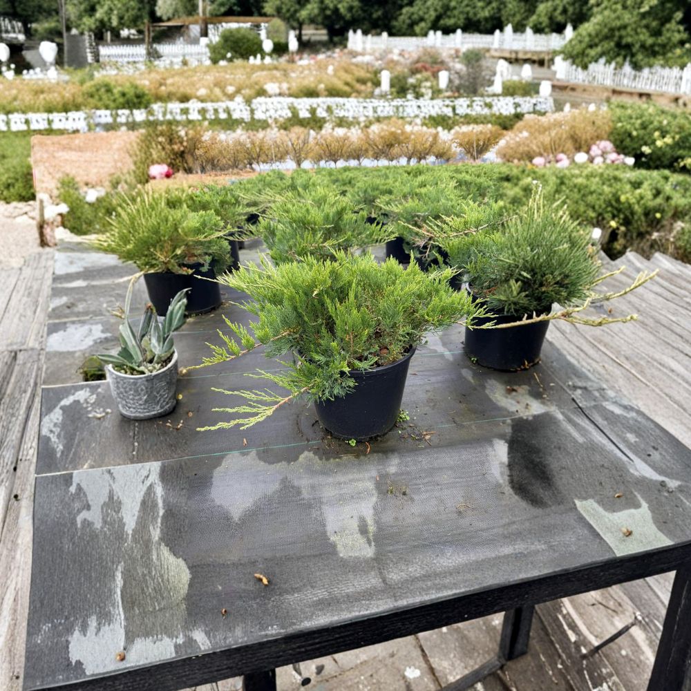 Broadmoor Juniper Groundcover – Juniperus sabina ‘Broadmoor’ Blue Green Evergreen Shrub in #3 Container, Drought Tolerant, Hardy Landscaping Plant