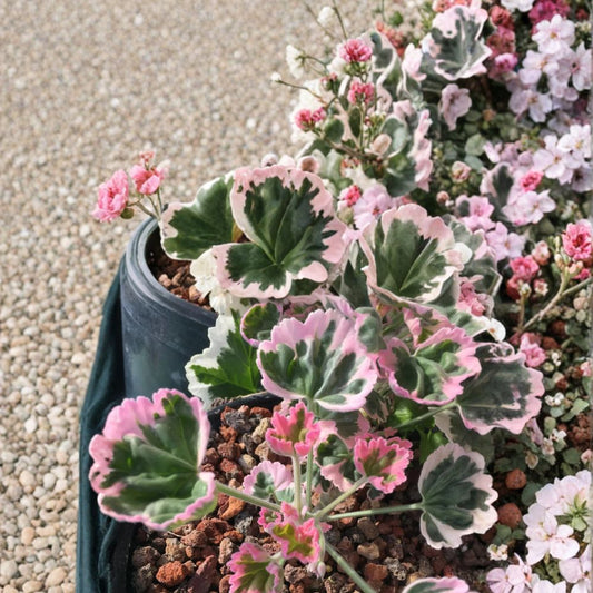 Ice Queen Geranium Seeds – 25+ Pelargonium Flower Seeds for Garden & Patio, Easy to Grow, Container Friendly, White Blooms