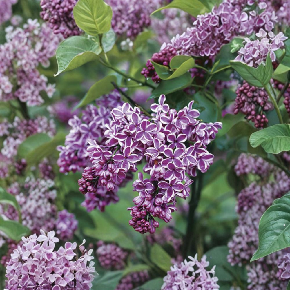 Sensation Lilac Live Shrub 1 Gallon Pot Purple & White Flowers Syringa vulgaris Fragrant Spring Bloom