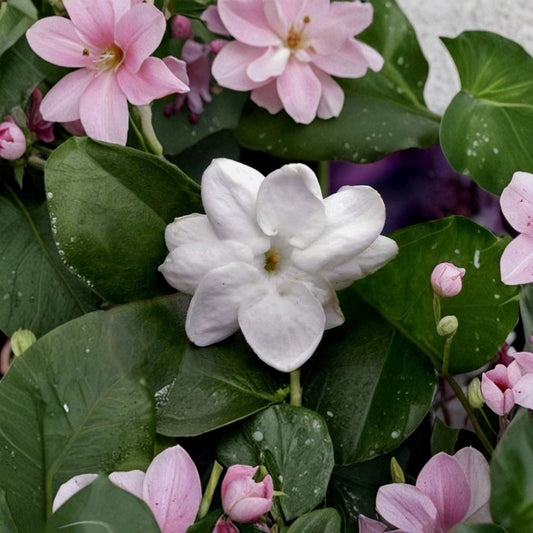 Jasmine Cutting – Maid of Orleans (Jasminum sambac) 12" Unrooted Fragrant Tea Plant Indoor Outdoor Vine
