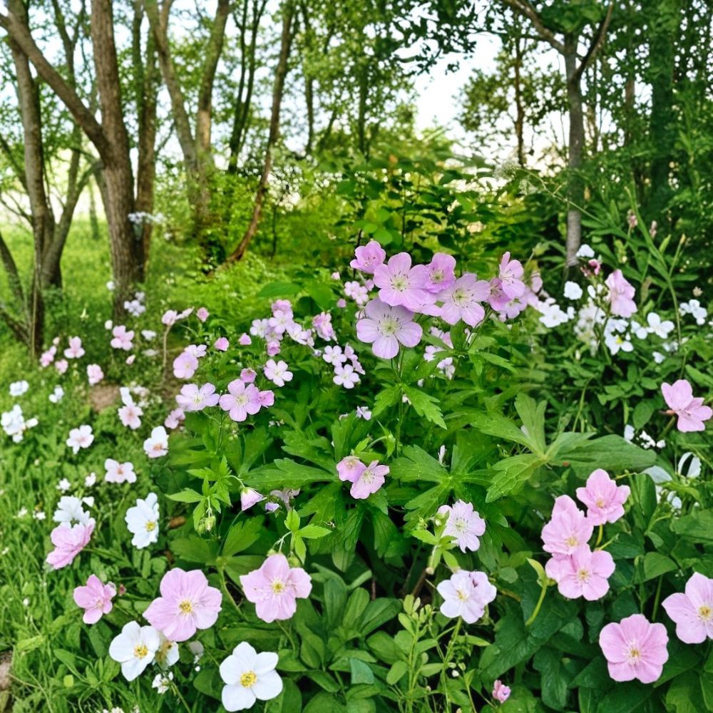 Wild Geranium Bare Roots – Geranium maculatum, 10 Live Plants, Native Woodland Perennial, Shade Garden Flower, Hardy Zones 3–8