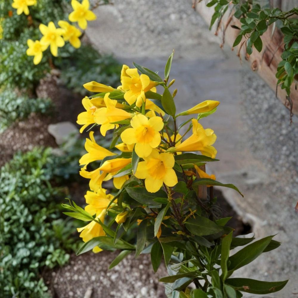 Carolina Jasmine Live Plant – 2.5" Potted Gelsemium sempervirens Evergreen Climbing Vine with Fragrant Yellow Flowers