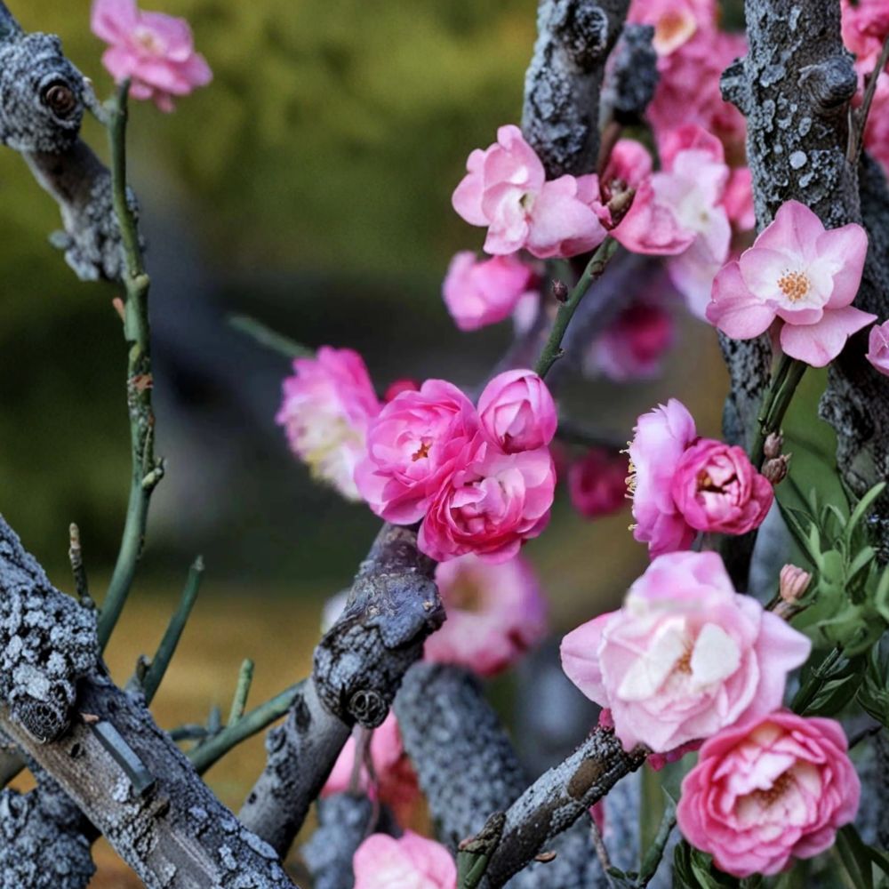 Peach-Pink Ume Tree in Nursery Pot | Prunus mume Flowering Apricot with Double Pink Blossoms | Fragrant Ornamental Tree