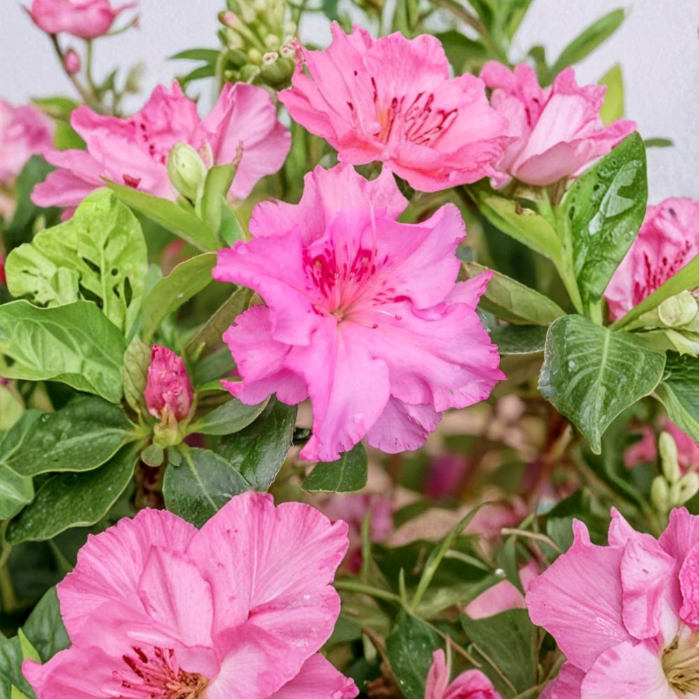 Azalea ‘Royal Robe’ – Compact Evergreen Shrub with Purple Red Ruffled Blooms, #3 Container Grown, Cold Hardy Dwarf Plant