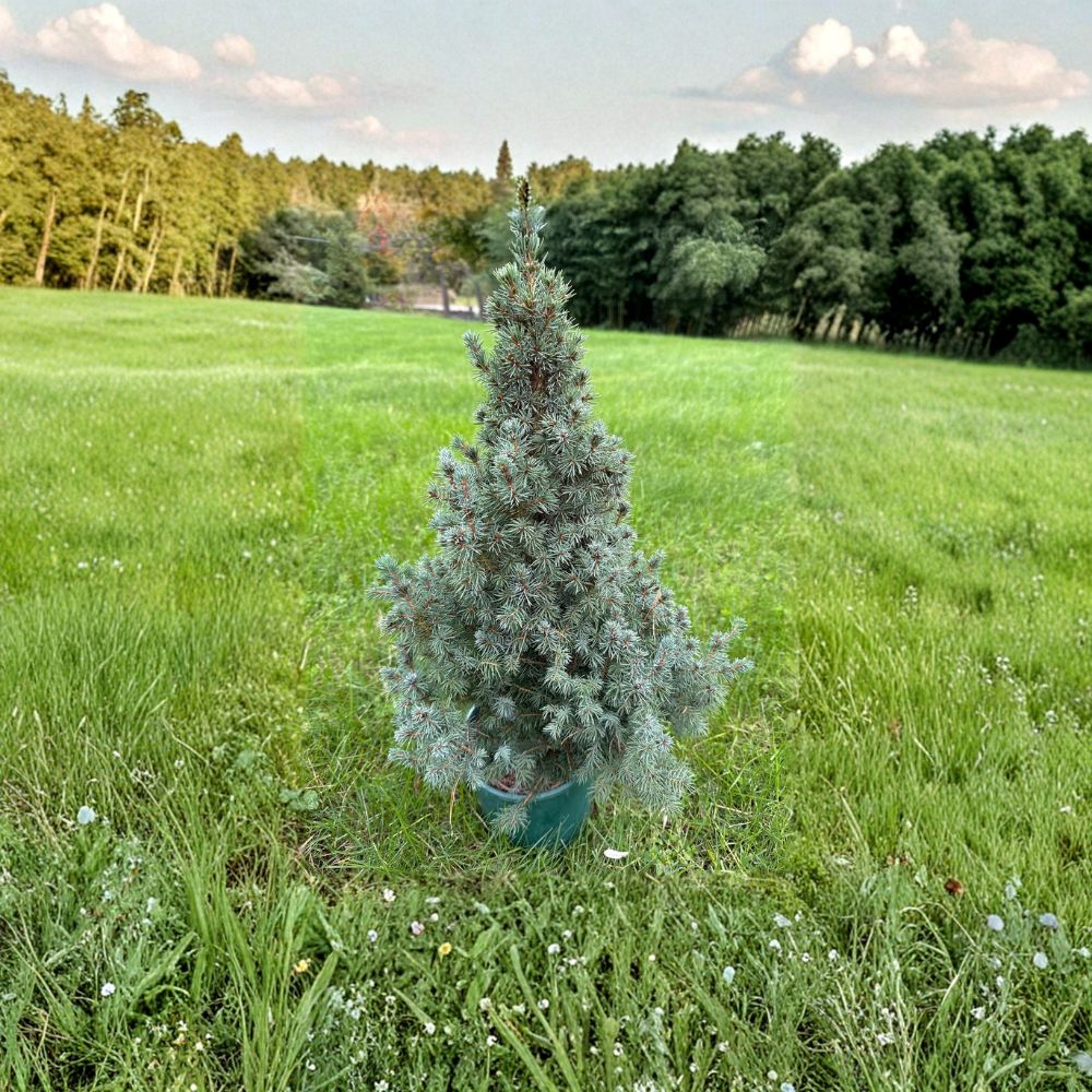 Saunders Blue White Spruce Live Blue Evergreen Conifer 12 Inch Plant Picea glauca 1-Gallon Pot