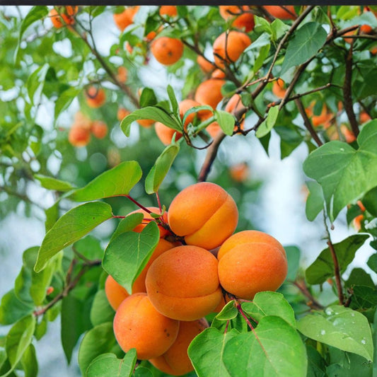 Nugget Apricot Tree – Bare Root 3ft, Early Sweet Freestone Prunus armeniaca, Self-Fruitful Fruit Tree for Home Orchard