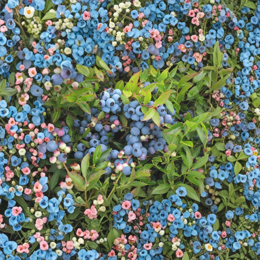 Lowbush Blueberry Plant 1 Gallon | Vaccinium angustifolium | Edible Native Shrub for Landscaping
