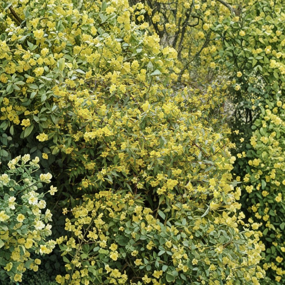 Carolina Jessamine Plants – 3.25-Inch Pots Gelsemium sempervirens Yellow Jasmine Vine Fragrant Climbing Plant