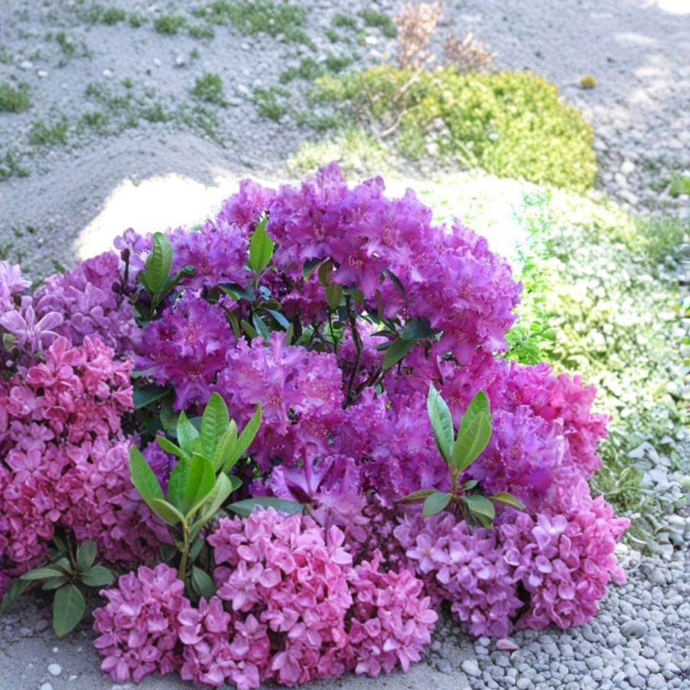 Rhododendron ‘Purple Lace’ – Evergreen Shrub with Frilly Deep Purple Blooms, Field Grown Plant