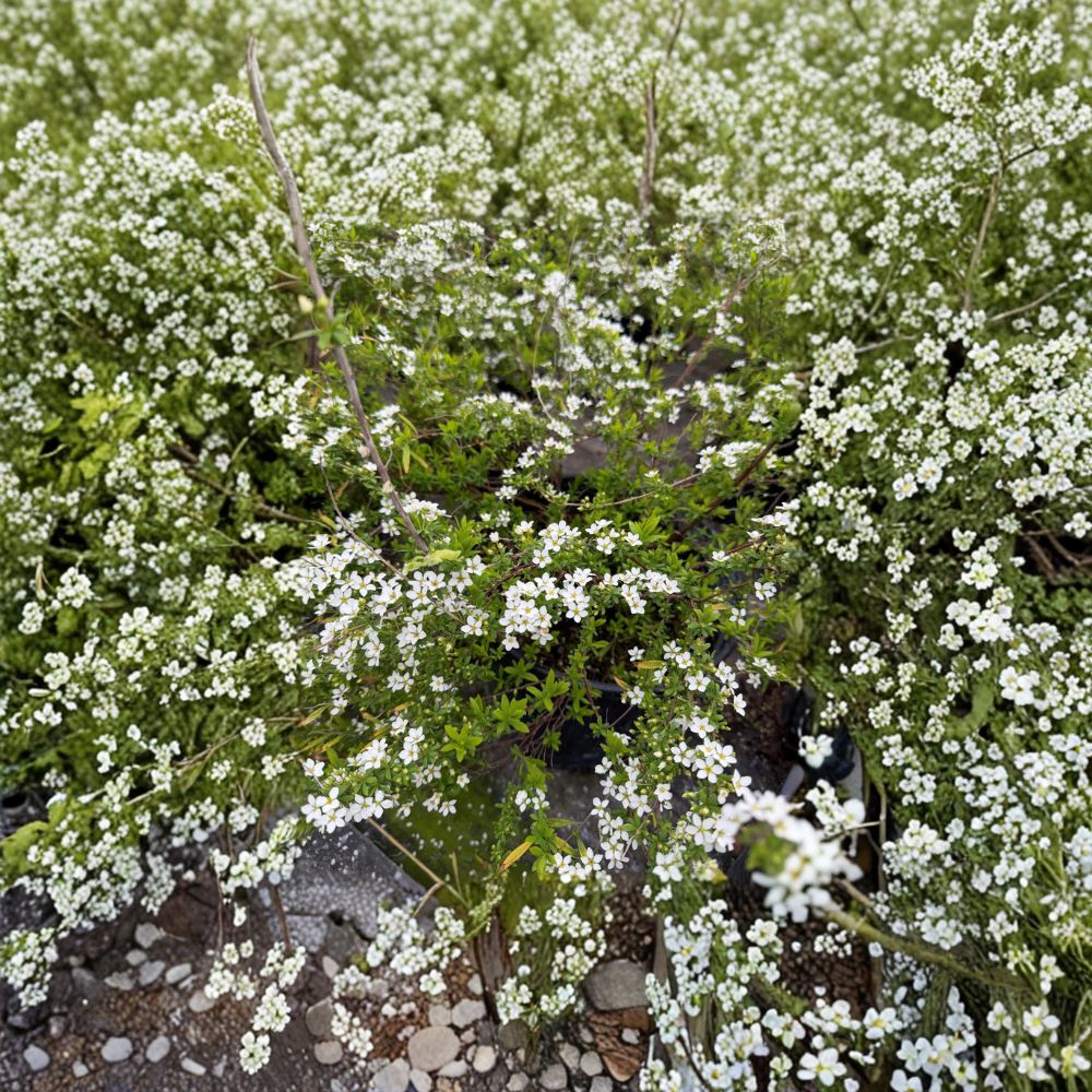 Spiraea thunbergii ‘Mellow Yellow’ Live Shrub | #3 Container | Golden Foliage Landscape Plant | Hardy to -30°F