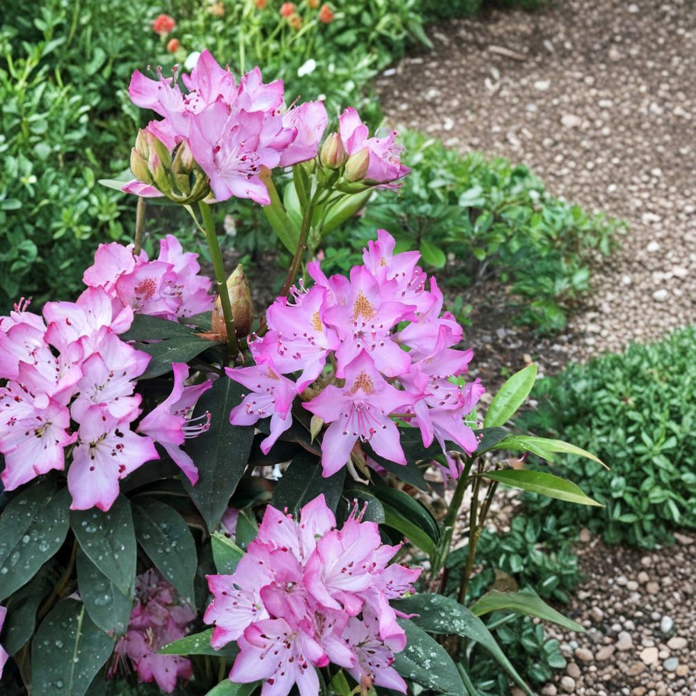 Rhododendron ‘Maxecat’ – Evergreen Shrub with Pink Midseason Blooms, Field Grown 12–15 Inch Plant, Cold Hardy Garden Flower