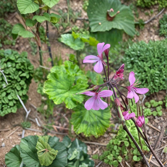 Pelargonium radens Seeds – Trailing Scented Geranium, Fragrant Ground Cover, Hanging Basket & Container Plant, Easy to Grow
