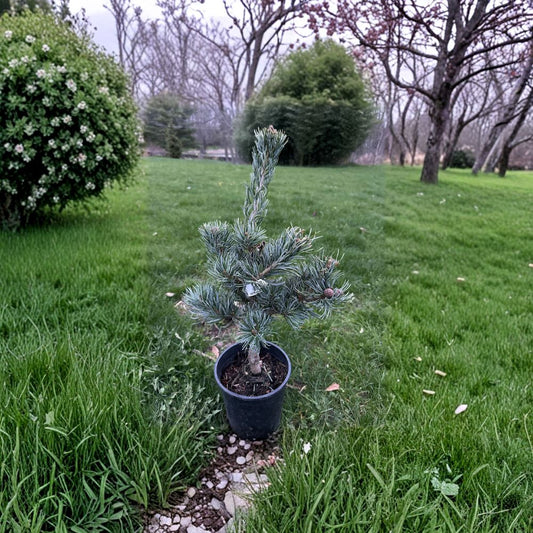 Koru Japanese White Pine Live Evergreen Conifer 12 Inch Tall Plant 1 Gallon Pot Pinus parviflora Compact Landscape Tree