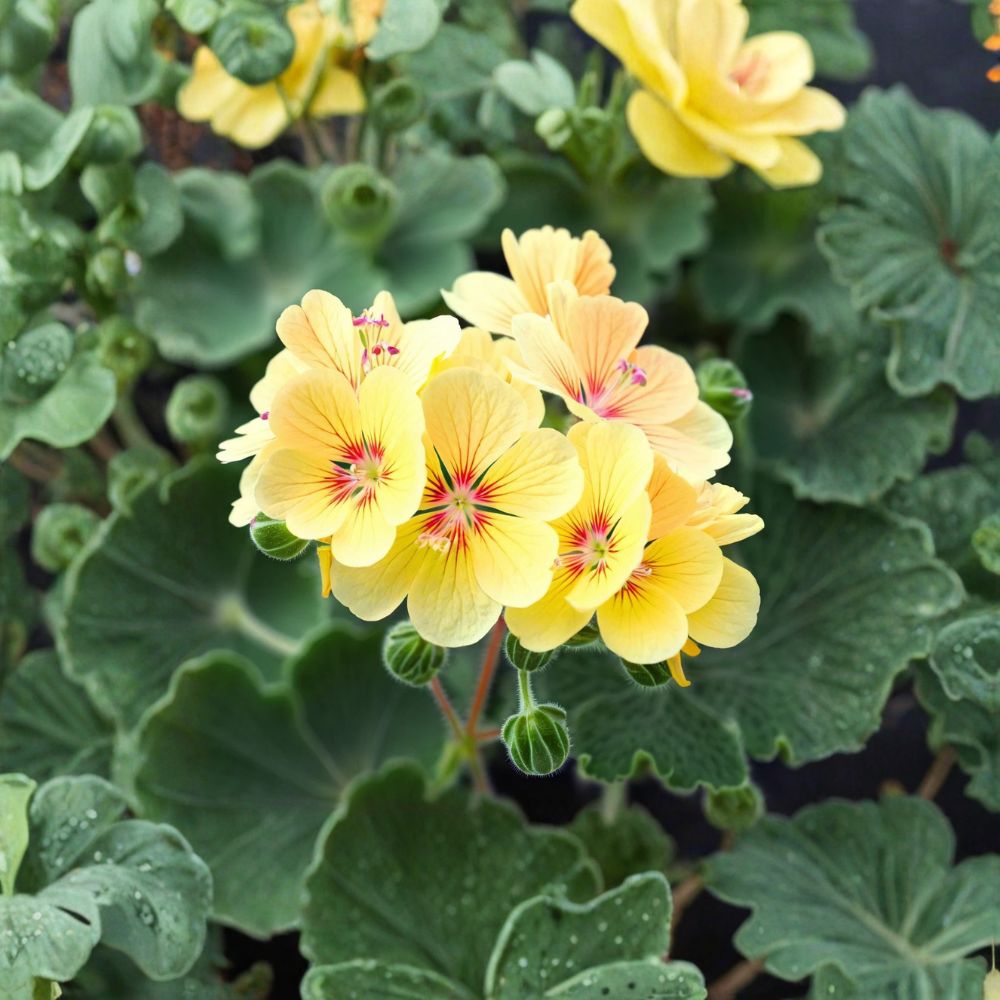 Yellow Geranium Seeds – 10 Pelargonium Zonale Flower Seeds for Pollinator Friendly, Heat Tolerant Patio and Garden Plants