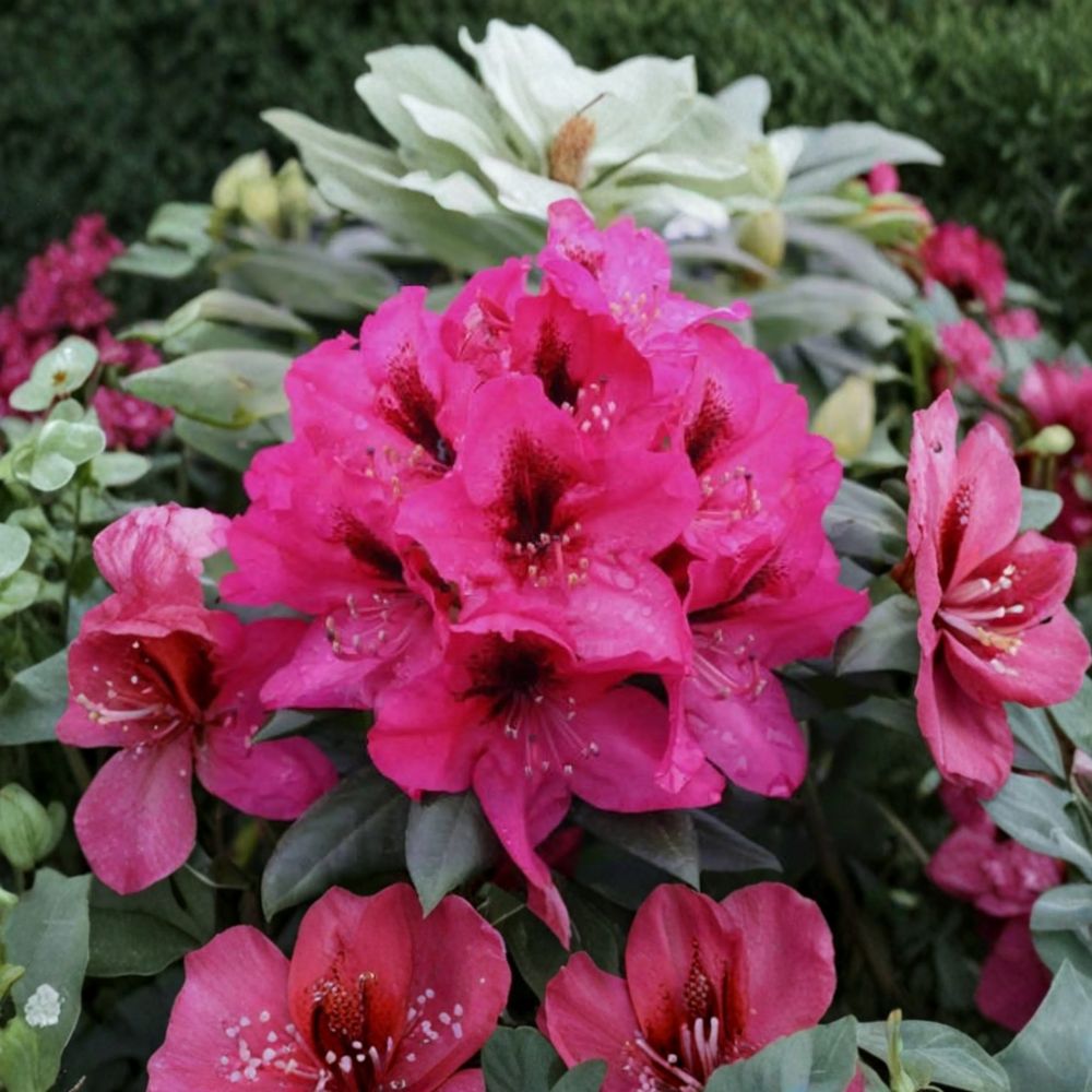 Rhododendron ‘Mendosina’ Live Evergreen Shrub, Purple Blooms with Dark Purple Blotch, Hardy Landscape Plant, 3 Gallon Container