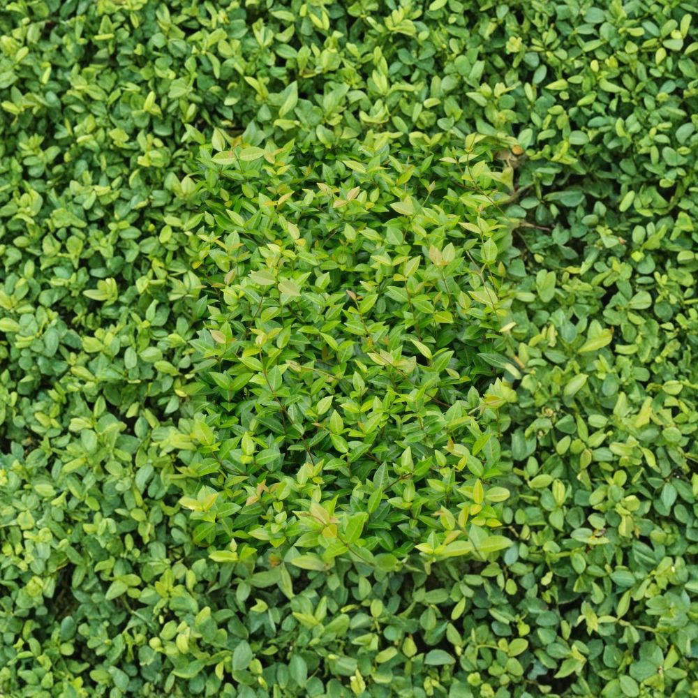 Asiatic Jasmine Plants – 3.25-Inch Pots, Evergreen Ground Cover, Drought Tolerant Trachelospermum asiaticum