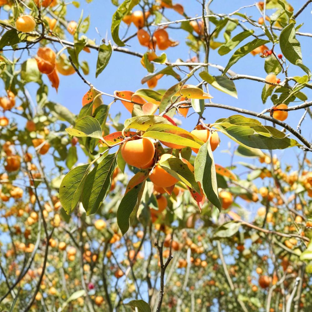 American Persimmon Tree – Diospyros virginiana Live Seedling in 1-Gallon Pot, Edible Native Fruit Tree, Hardy Fall Fruit Tree