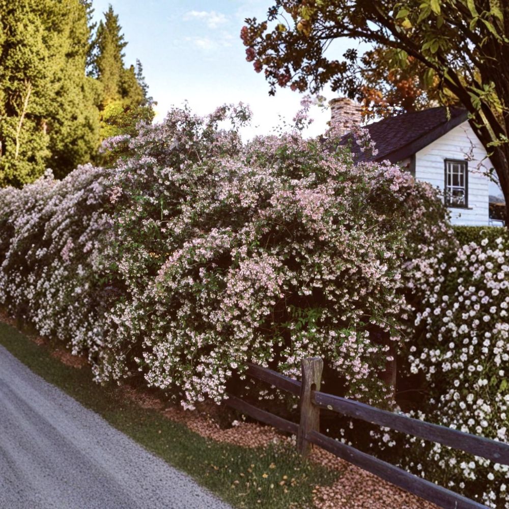 Beautybush Live Flowering Shrub 2-Gallon Pot Pink Blooms Kolkwitzia amabilis Spring Landscape Plant