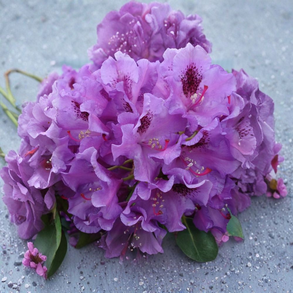Rhododendron ‘Tapestry’ Live Shrub | Purple Blooming Evergreen Plant | Cold Hardy Garden Shrub in #1 Container