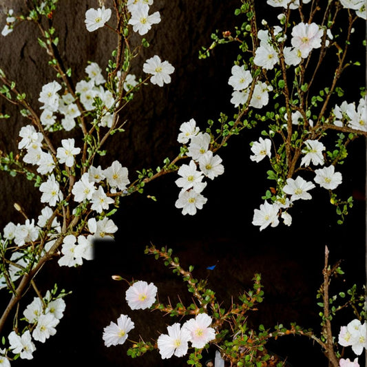 Monsonia vanderietiae Seeds – Rare Succulent Geranium Relative, Exotic Caudiciform Plant, Collector’s Species, 5 Seeds
