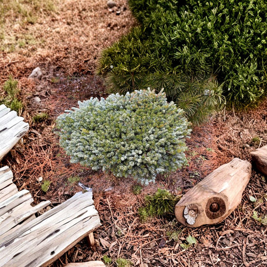 Kohout’s Ice Breaker Korean Fir Live Dwarf Evergreen Conifer 8 Inch Plant in 1 Gallon Pot Abies koreana
