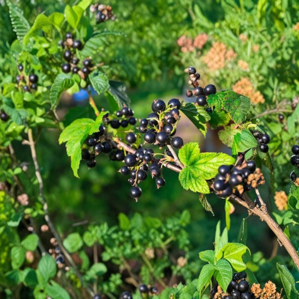 Consort Black Currant Plant – Ribes nigrum Live Rooted Starter – Edible Berry Shrub for Zones 4-8 – Cold Hardy Fruit Plant