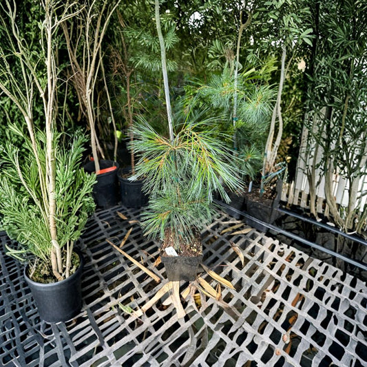 Pendula Weeping White Pine Live Evergreen Conifer 1-Gallon Pot | Pinus strobus Cascading Pine Tree