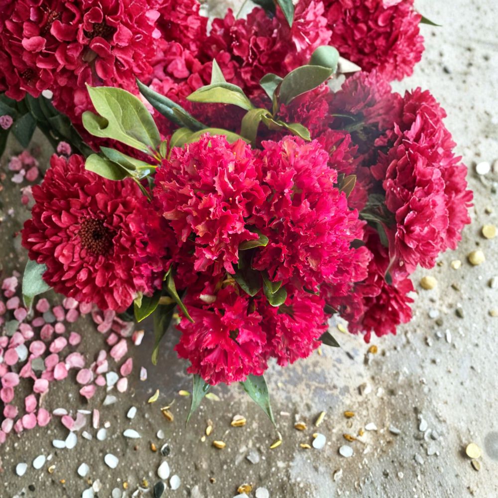 Dwarf Evergreen Rhododendron ‘Vivacious’ – Bright Red Blooms, Field Grown Shrub, 12–15 Inch Wide, Rhododendron indicum