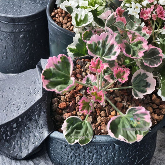 Ice Queen Geranium Seeds – Pelargonium Zonal, White & Blush Pink Blooms, Patio & Container Flowers, Easy to Grow, 25+ Seeds