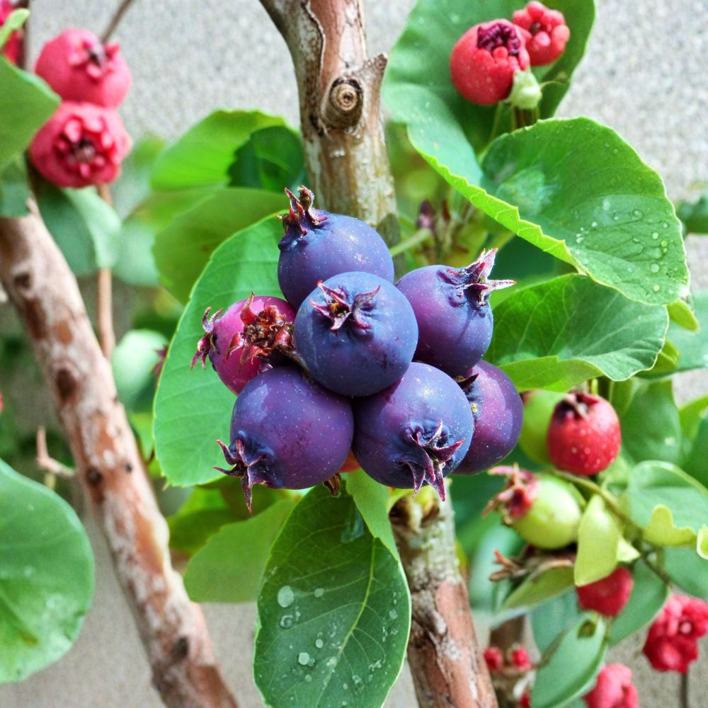 Saskatoon Serviceberry Plant – Edible Native Berry Shrub, Amelanchier alnifolia, Self-Pollinating Fruit Plant for Zones 4–7