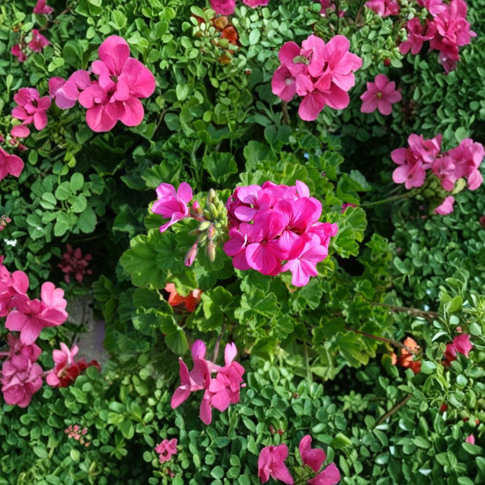 30 Pink Geranium Cuttings – Fragrant Pelargonium Live Plant Starters for Patio & Garden, Hardy Flowering Plants, Easy to Root