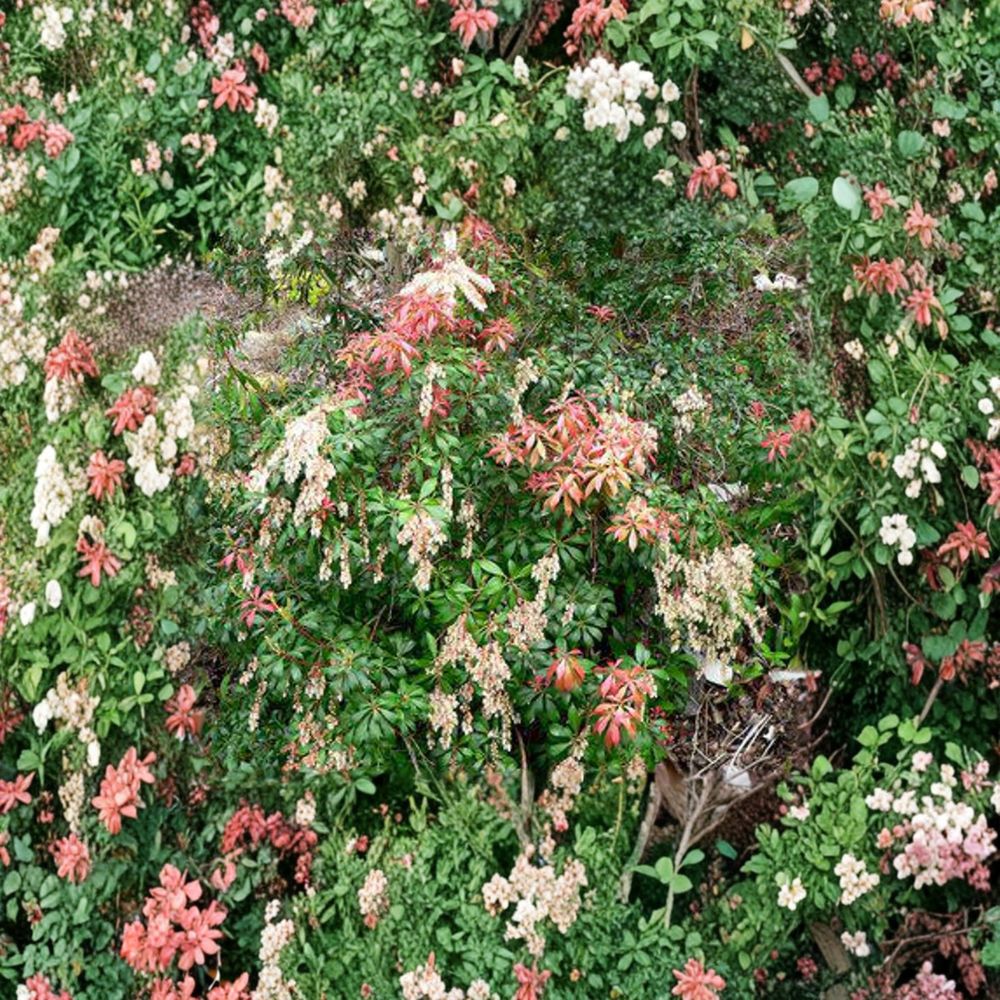 Pieris japonica ‘Karenoma’ Live Evergreen Shrub | Fragrant Bell-Shaped Blooms | Deer Resistant Landscape Plant | Container Grown
