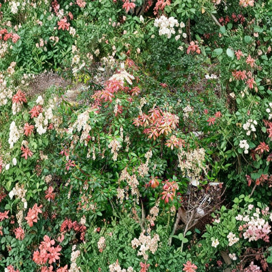 Pieris japonica ‘Karenoma’ Live Evergreen Shrub | Fragrant Bell-Shaped Blooms | Deer Resistant Landscape Plant | Container Grown