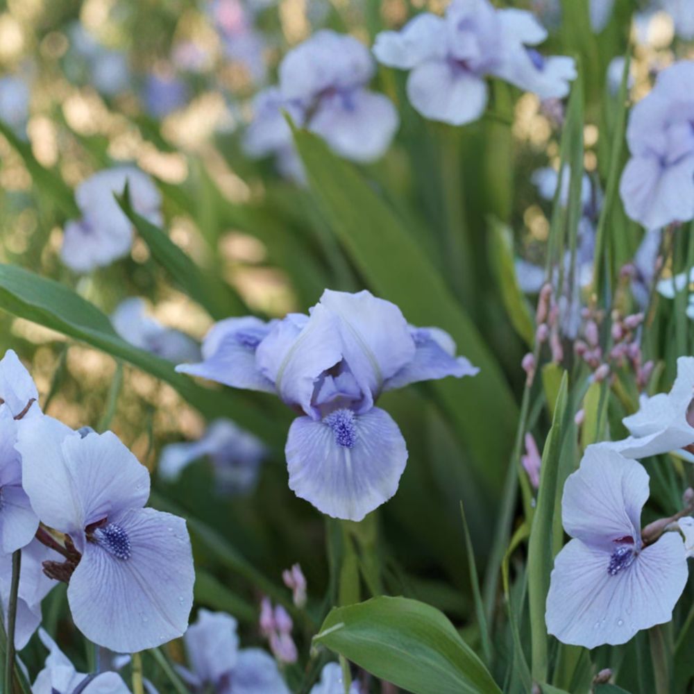 Bedford Lilac Bearded Iris – 3 Live Rhizomes, Hardy Perennial Flower, Spring Blooming Iris, Iris germanica
