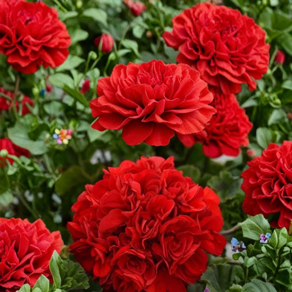 Presto Dark Red Geranium Seeds – 25+ Pelargonium Flower Seeds for Garden, Patio & Container Blooms, Easy to Grow, Deep Red Color
