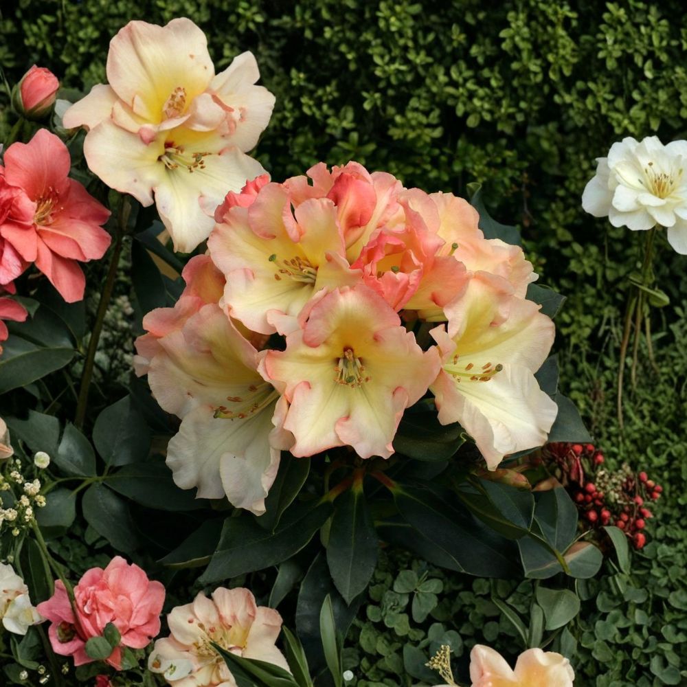 Rhododendron ‘Horizon Monarch’ Live Evergreen Shrub 3 Gallon | Yellow Pink Cream Blooms | Award-Winning Landscape Plant